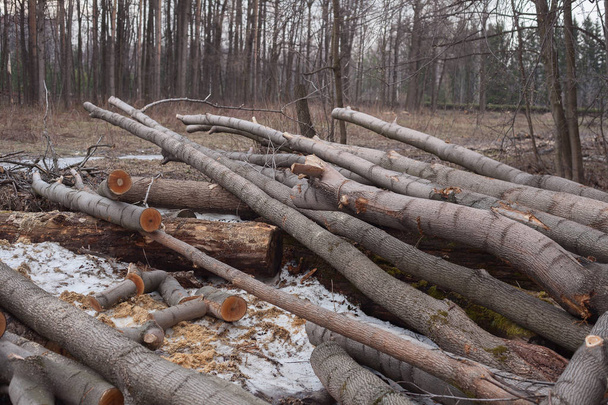 puiden laiton kaataminen metsässä. ekologinen käsite
. - Valokuva, kuva