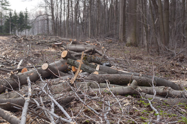 illegaal kappen van bomen in het bos. ecologie concept. - Foto, afbeelding