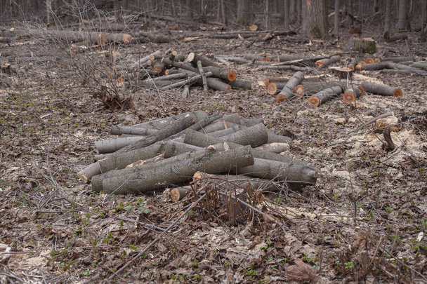незаконне вирубування дерев у лісі. концепція екології
. - Фото, зображення