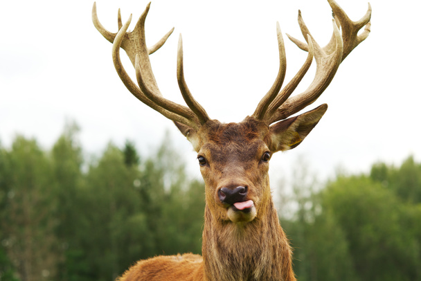 Deer - Photo, Image