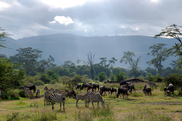 Stáda zebry a PAKŮŇ žíhaný pastvy v savaně - Fotografie, Obrázek