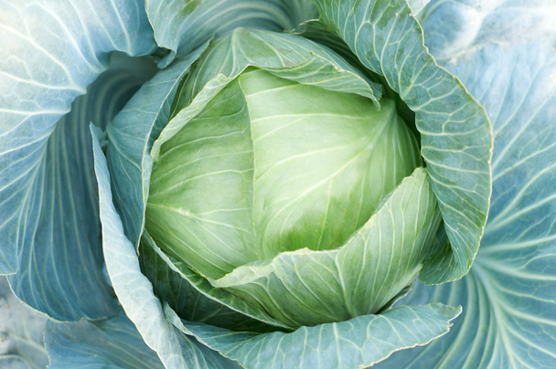 head of ripe green cabbage leaves - Foto, afbeelding