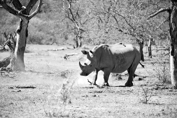   en Afrique du Sud réserve faunique et rhinocéros
 - Photo, image