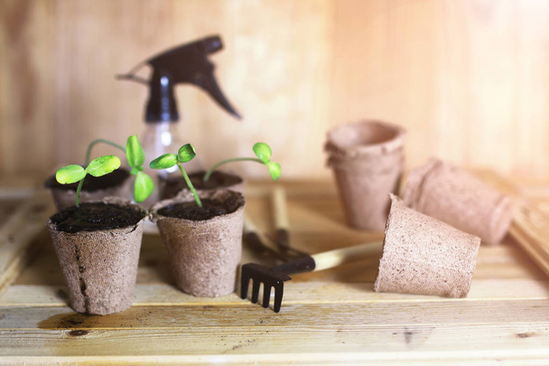 gardening at home hand sprout table - 写真・画像