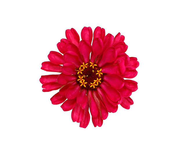 Zinnia fleur rouge vif isolé
 - Photo, image