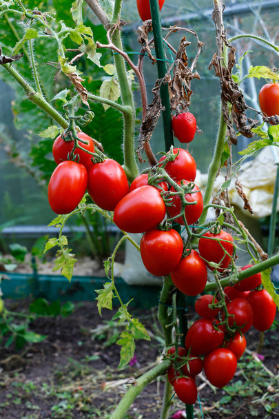 tomates rouges dans une serre - Photo, image
