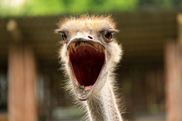 Ostrich - Фото, зображення