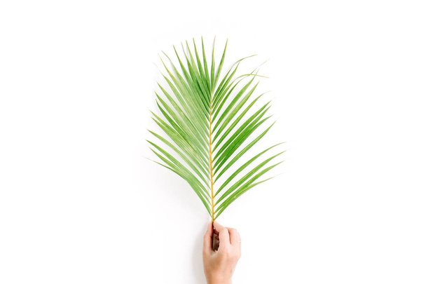 beautiful palm branch in girl's hand isolated on white - 写真・画像