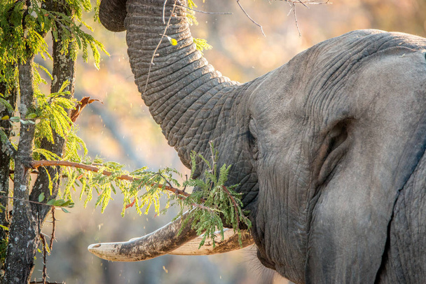 Comer elefante en el Parque Nacional Kruger, Sudáfrica
. - Foto, imagen