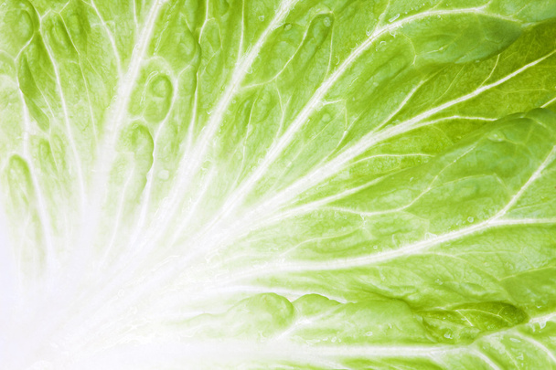 Макроподробности спелых листьев салата
 - Фото, изображение