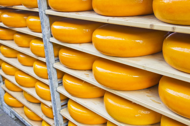Many Dutch cheeses - Photo, Image