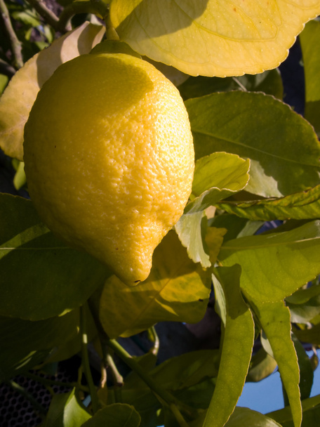 Olgun limon limon ağacı orchard'asılı - Fotoğraf, Görsel
