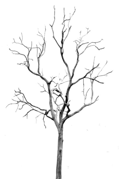 Halott fa levelek nélkül - Fotó, kép