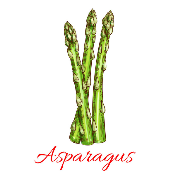 Croquis isolé de la tige de légumes asperges
 - Vecteur, image