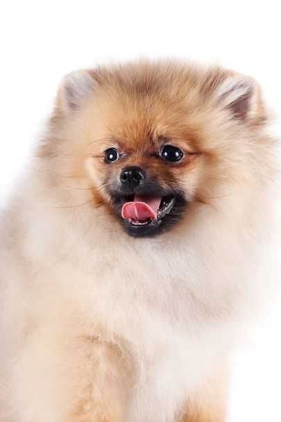 Retrato de un cachorro de spitz-perro - Foto, imagen