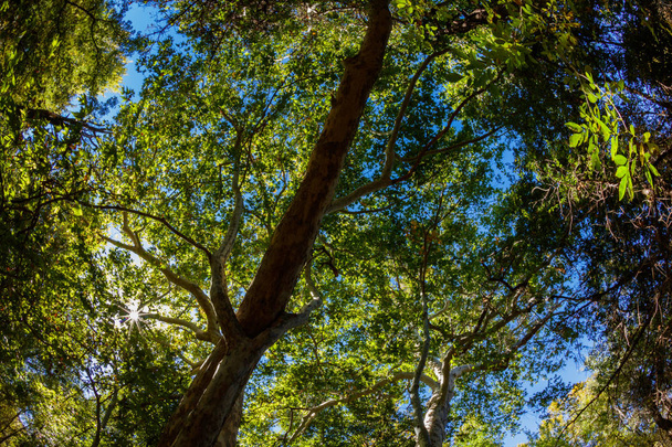 Sedona tree canopy - Photo, Image