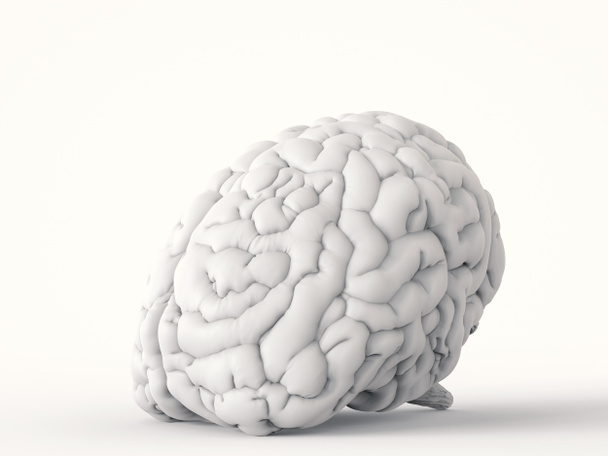Witte menselijk brein - Foto, afbeelding