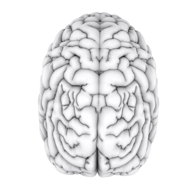 白い人間の脳 - 写真・画像