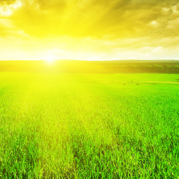 Beautiful sunrise over a wheat field - Фото, изображение