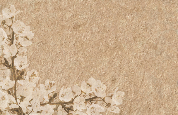 Ramo de ameixeira coberto com flores em grunge ilustração
 - Foto, Imagem