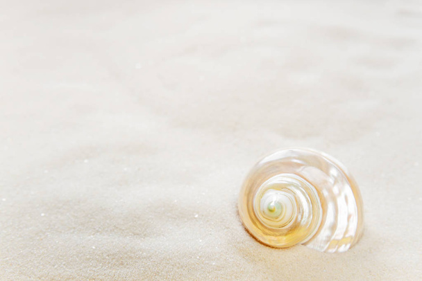 One shell on the sea sand - Фото, изображение