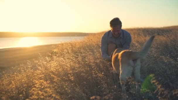 νεαρός απαλά χαϊδεύει γέρικο σκυλί σε ξερά χόρτα στο ηλιοβασίλεμα - Πλάνα, βίντεο