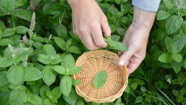 škubání čerstvé lékařské byliny máta v zahradě - Záběry, video
