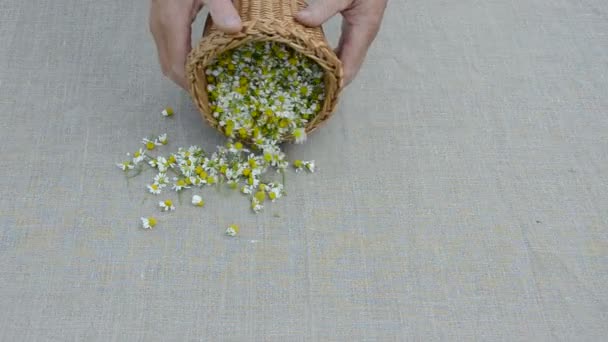 Hierbas medicinales frescas flores de manzanilla en tela de lino
 - Metraje, vídeo