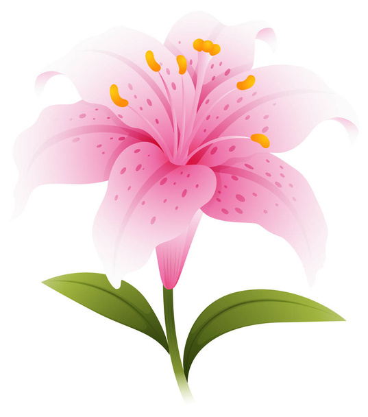 Pink lily with green leaves - Vector, Imagen