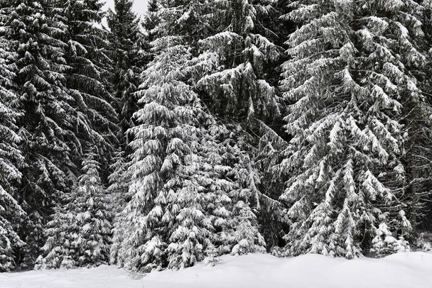 Winter trees in mountains covered with fresh snow - Foto, Imagem