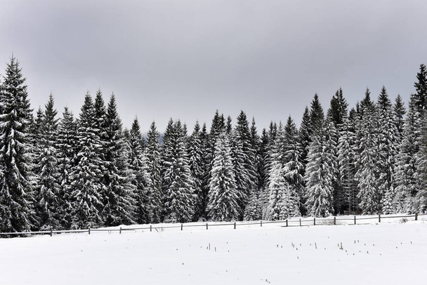 Winter mountain forest landscpae - Fotoğraf, Görsel