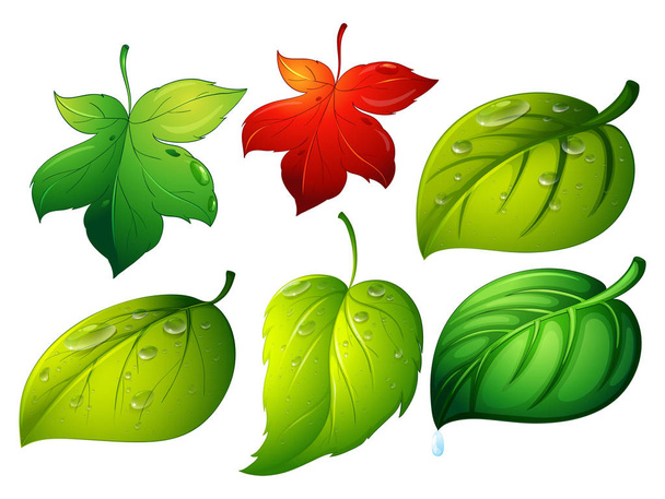 Different types of green leaves - Vector, Image