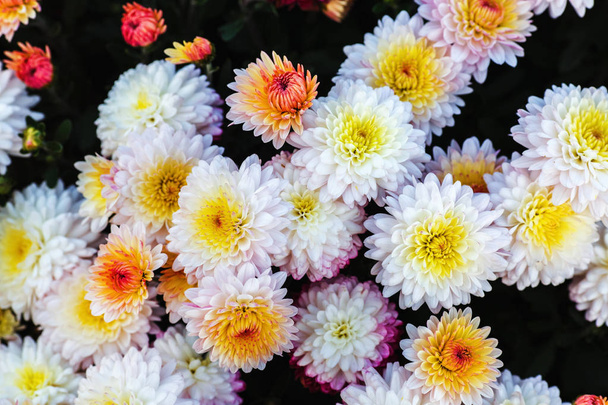 Flores de crisantemo blanco
 - Foto, Imagen