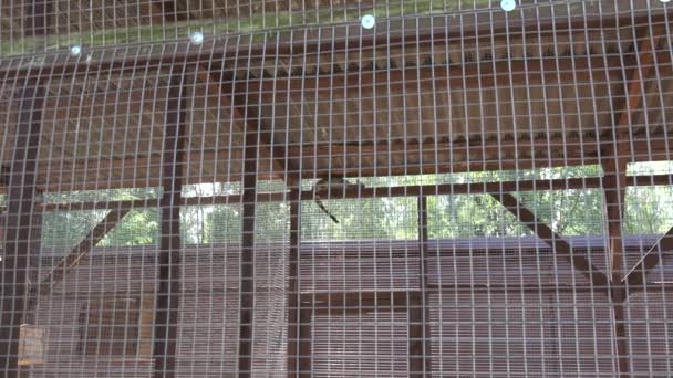common genet genetta animal lie high on zoo cage. Zoom in. - Footage, Video
