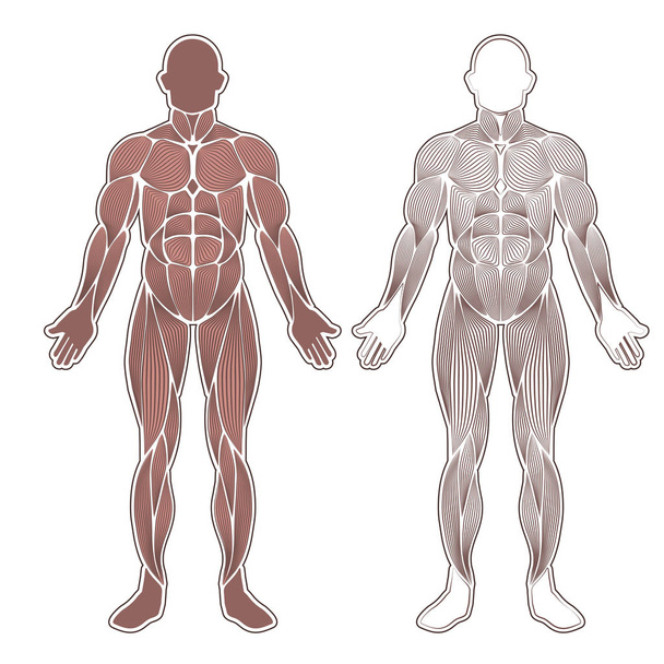 Menselijke spieren silhouet - Vector, afbeelding