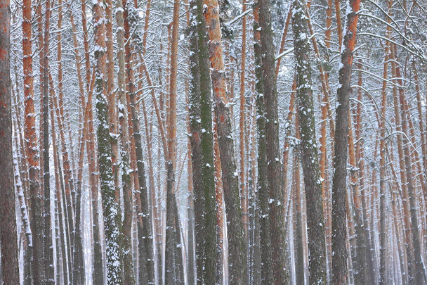 雪覆われた冬の森の松の木 - 写真・画像