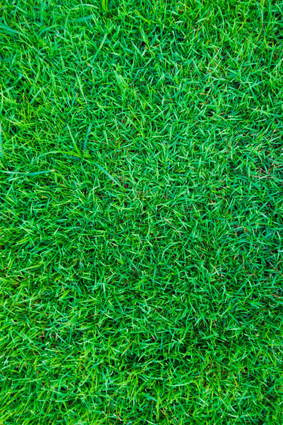 Green grass fresh natural background texture - Photo, Image