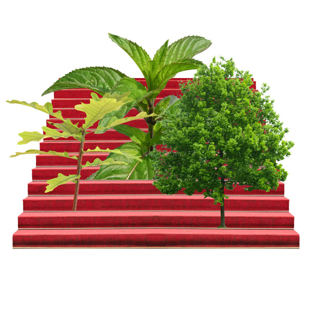 Plants on a stairway isolated over white - Photo, Image