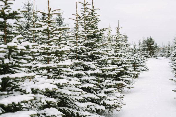 téli táj havas fenyő-fák - Fotó, kép