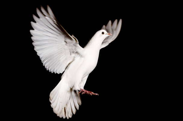 pomba branca de paz voando sobre um fundo preto
 - Foto, Imagem