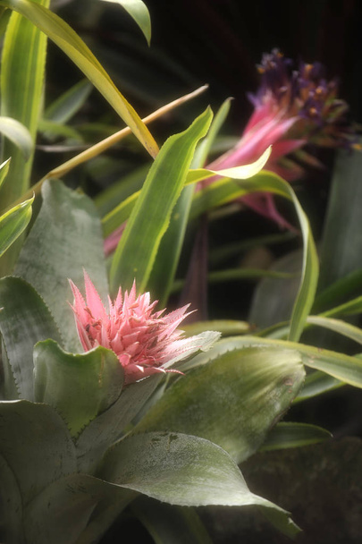 Closeup of Plant from jungle Achmea Primera Bromeliad. Amazonia - Photo, Image