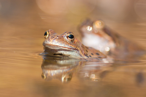 Brown frogs - Photo, Image