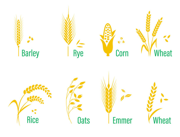 Obiloviny ikonky s rýže, pšenice, kukuřice, oves, žito, ječmen. - Vektor, obrázek