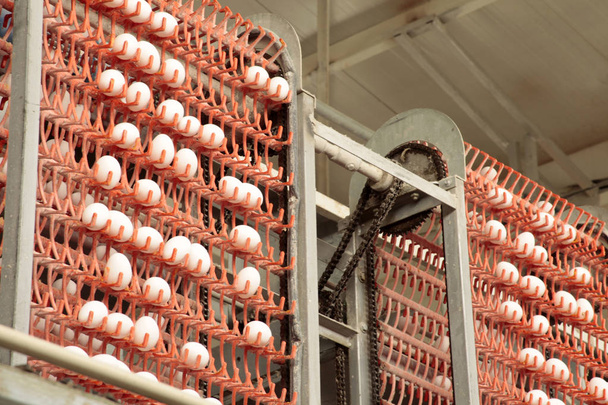 Fábrica de huevos... línea de producción
    - Foto, Imagen