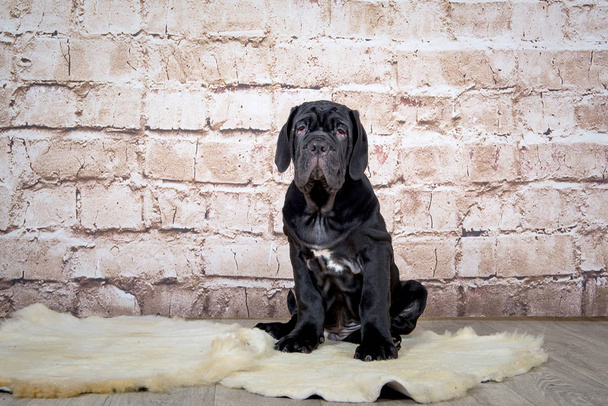Les chiots gris, noirs et bruns se reproduisent Napolitana Mastino. Manutentionnaires de chiens dressant des chiens depuis l'enfance
. - Photo, image