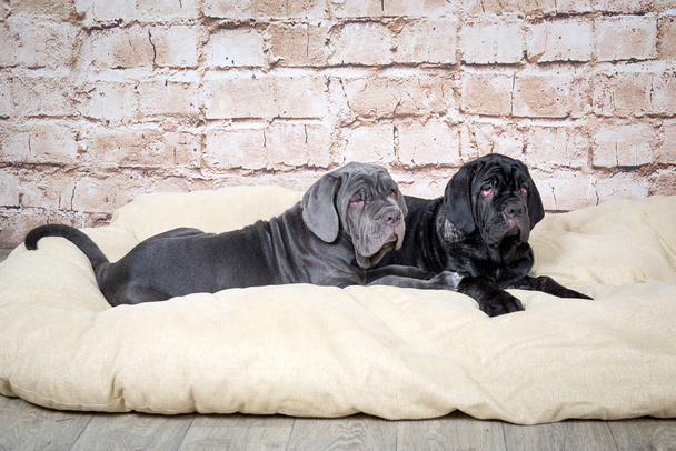 Filhotes cinza, preto e marrom raça Neapolitana Mastino. Manipuladores de cães treinando cães desde a infância
. - Foto, Imagem