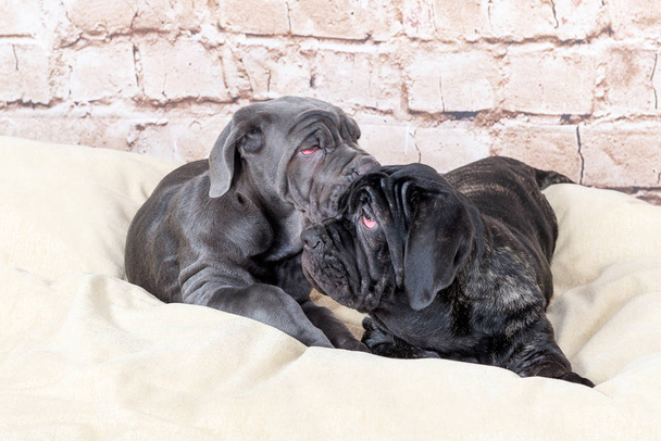 Les chiots gris, noirs et bruns se reproduisent Napolitana Mastino. Manutentionnaires de chiens dressant des chiens depuis l'enfance
. - Photo, image