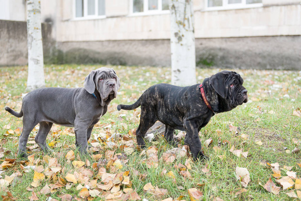 Psy rasy Neapolitana mastino na spacer w parku jesień. - Zdjęcie, obraz