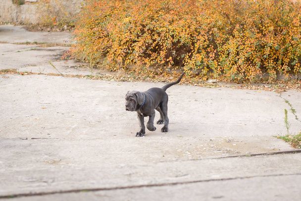 Собаки розмножують неаполітана мастіно прогулянкою в осінньому парку
. - Фото, зображення