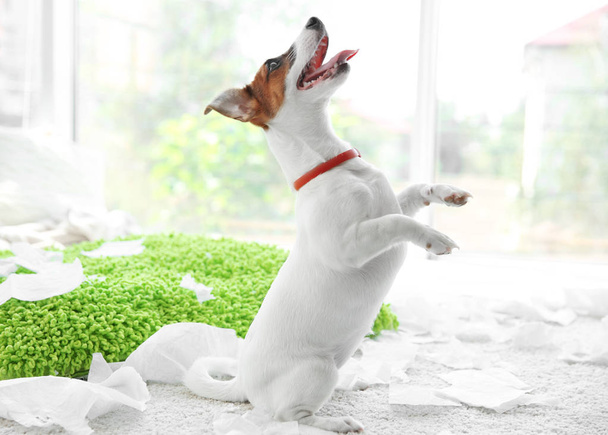 Jack Russell Terrier - Fotó, kép